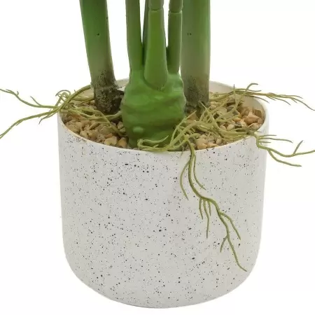 Алоказия искусственная Алоказия искусственная