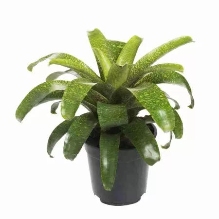 Вриезия Фостера Сайделиана