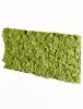 Панель из стабилизированного мха, фисташковый