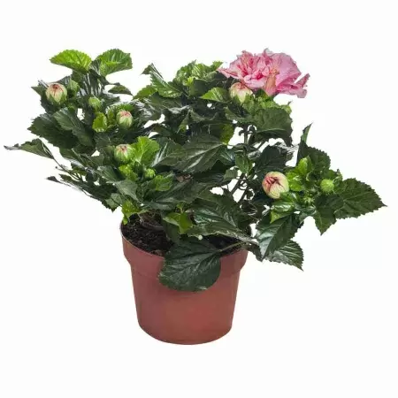 Гибискус Зарагоза