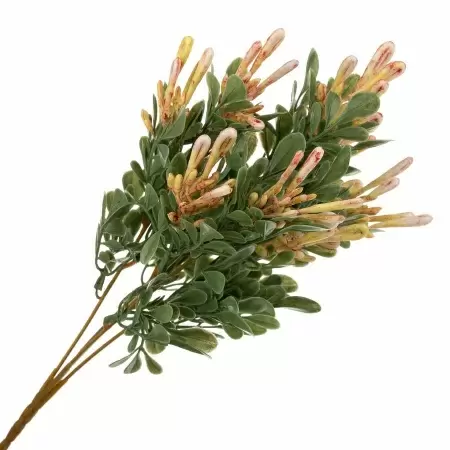 Барбарис искусственный