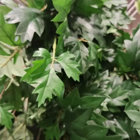 Циссус ампельный искусственный