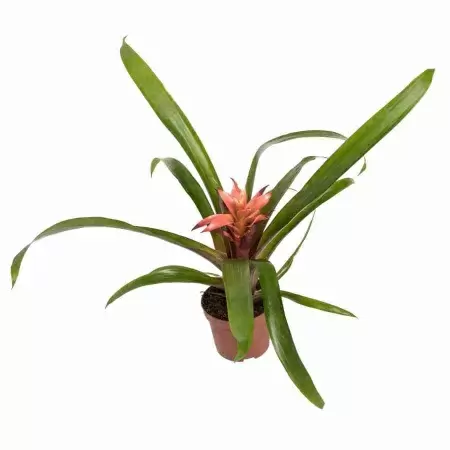 Гузмания Канди