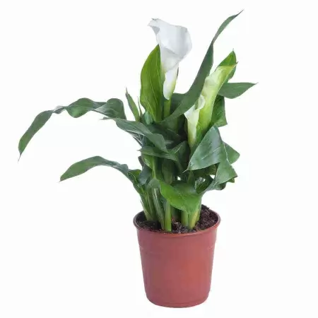 Калла Кристал Блаш