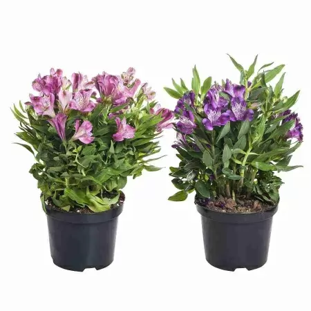 Альстрёмерия Бьюти