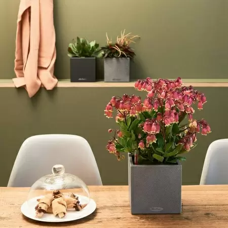 Кашпо Lechuza Canto Stone 14