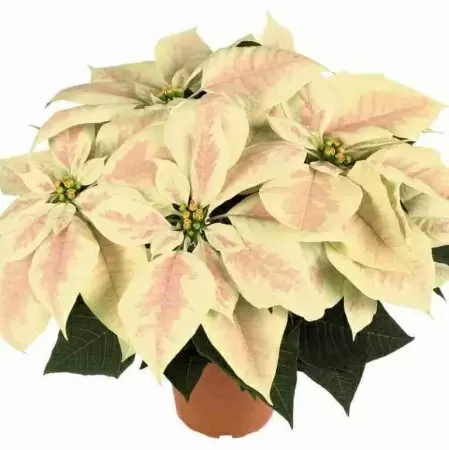 Пуансеттия Сатурнус Марбл