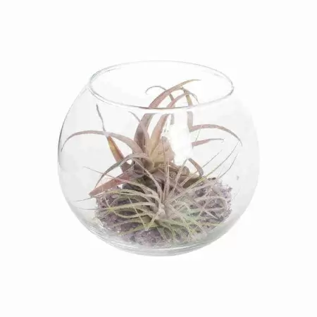 Тилландсия атмосферная Микс в стекле