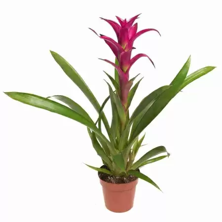 Гузмания Алерта