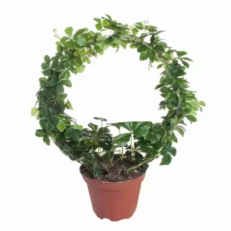 Циссус Стриата обод