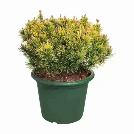 Сосна горная Винтер Голд