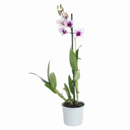 Дендробиум Санок Полар Файр 1 ст