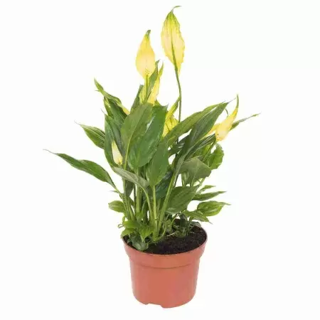 Спатифиллум Шопен краш желтый