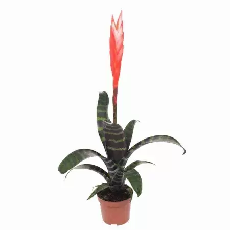 Вриезия Спленриет