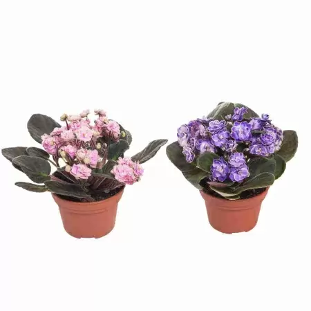 Фиалка махровая микс