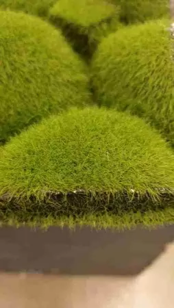 Мох с кочками