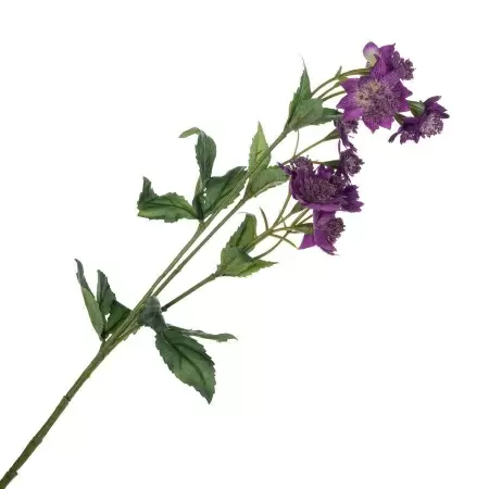 Астранция искусственная