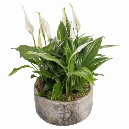 Спатифиллум Шопен