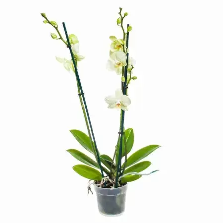 Фаленопсис Желтый 2 ствола