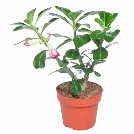 Адениум Анук