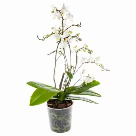 Фаленопсис Дикий белый