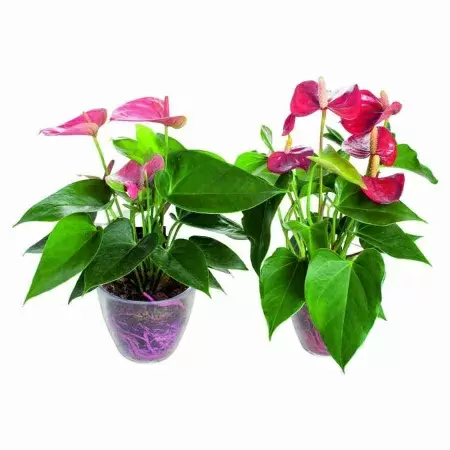 Антуриум андрианум розовый