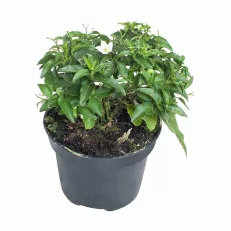 Соланум Жасминовидный