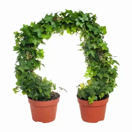 Хедера хеликс Грин дуга