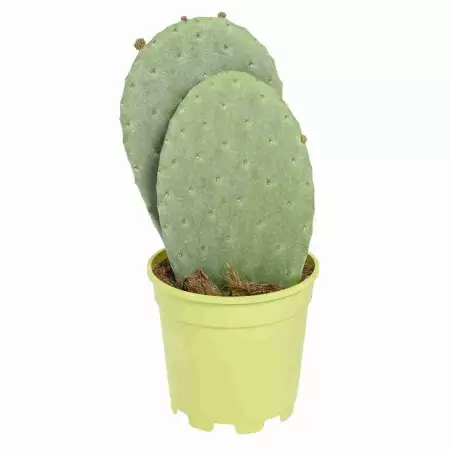 Опунция индийская (инжирная)