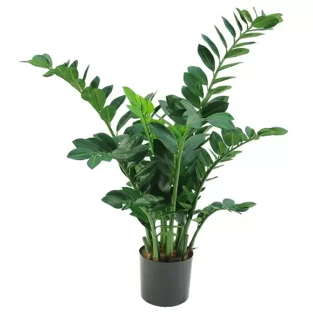 Замиокулькас искусственный