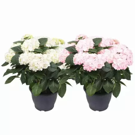 Гортензия Blushing Bride