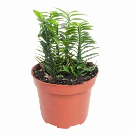 Педилантус титималоидный