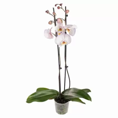 Фаленопсис Льюис Сакура