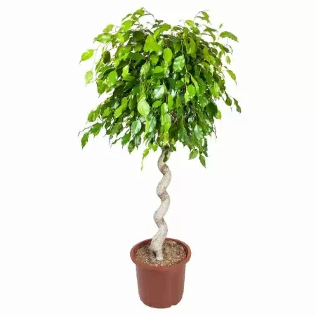 Фикус бенджамина Нитида Спираль