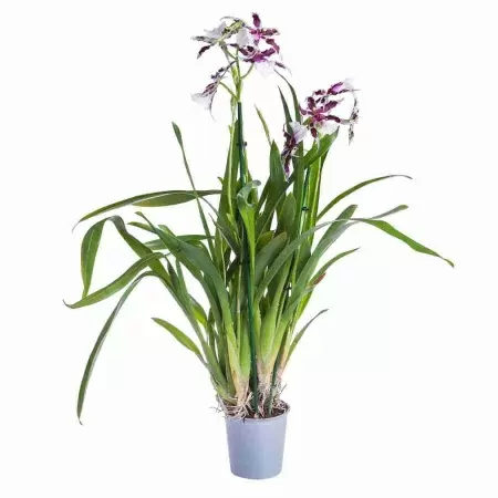 Брассия Черлоб Толкиер 1 ст