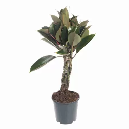 Фикус каучуконосный (эластика) Мелани переплетенный