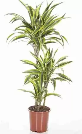 Драцена фрагранс Лемон Лайм 2 ствола