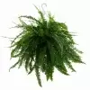 Нефролепис Грин Леди ампельный 