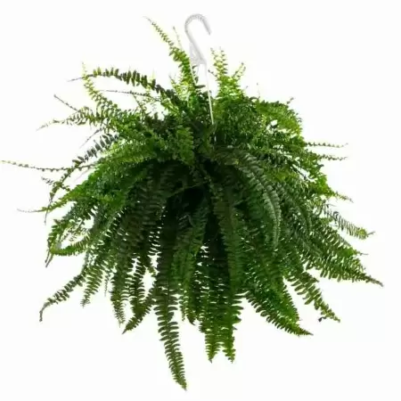 Нефролепис Грин Леди ампельный 