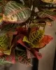 Кротон искусственное дерево