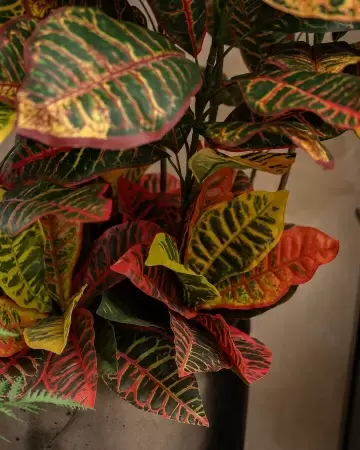 Кротон искусственное дерево