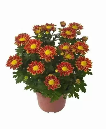 Хризантема Лайк Ворт 