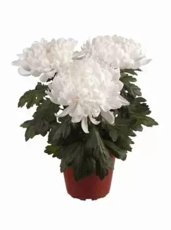 Хризантема зембла белая