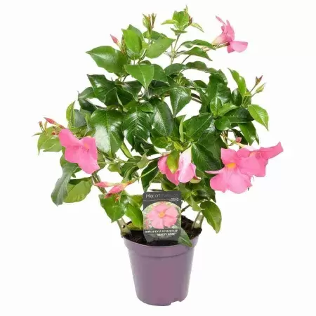 Дипладения  розовая лиана