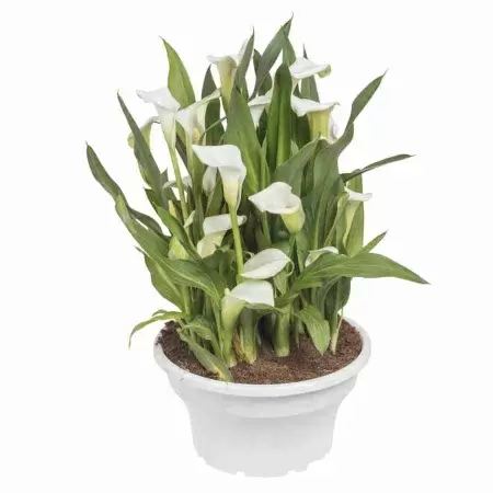 Калла Албомакулата