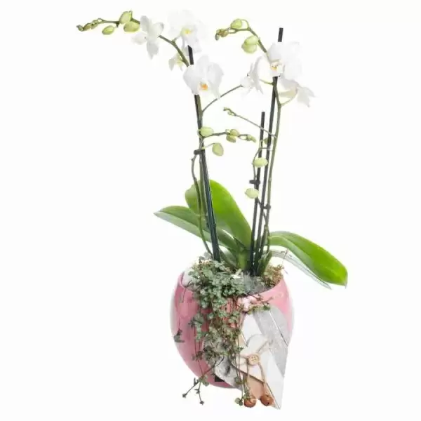 Фаленопсис Белый 3 ст  фото Орхидеи в горшках