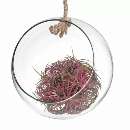 Тилландсия атмосферная Микс в стеклянном шаре