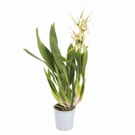 Брассия Брассидиум