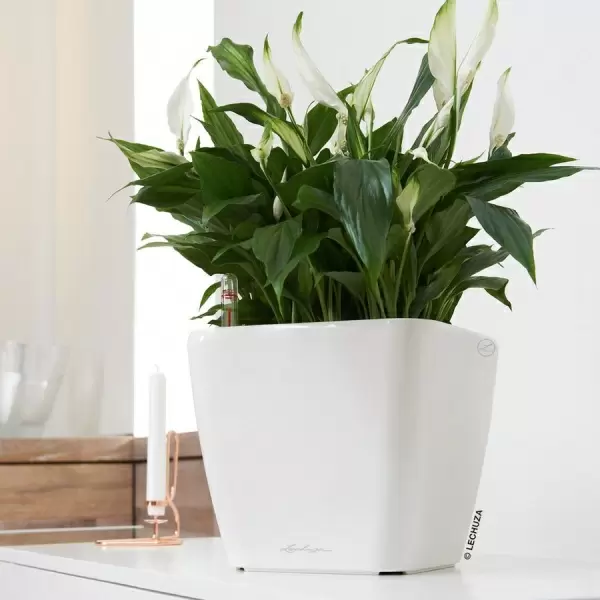 Кашпо Lechuza Quadro LS