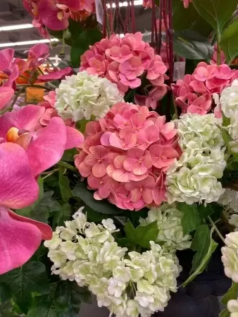 Гортензия силиконовая